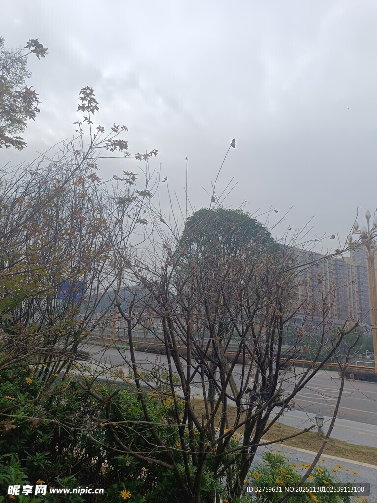 阴天城市边的树木景观