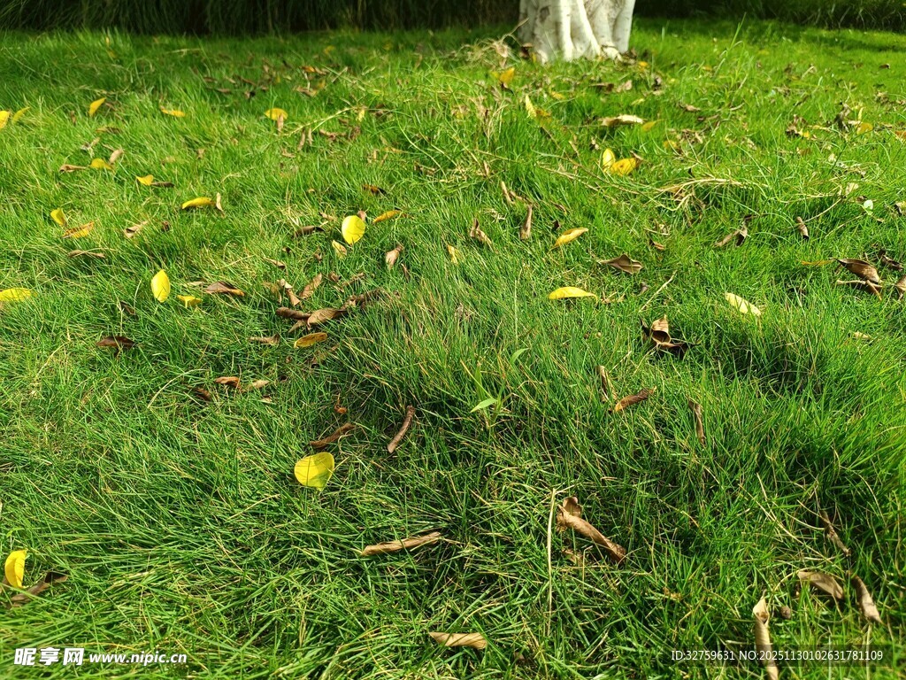 草地落叶景象
