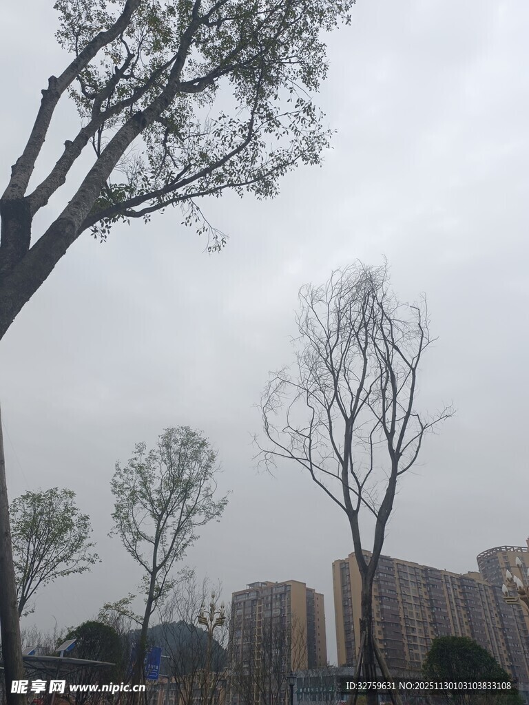 冬日秃树与远处建筑景观