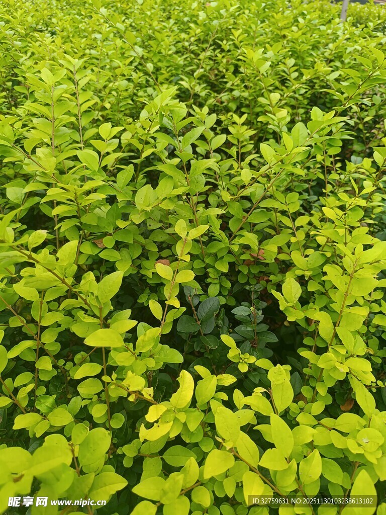 翠绿繁茂的植物景观