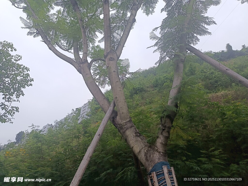 倾斜树木的支撑保护