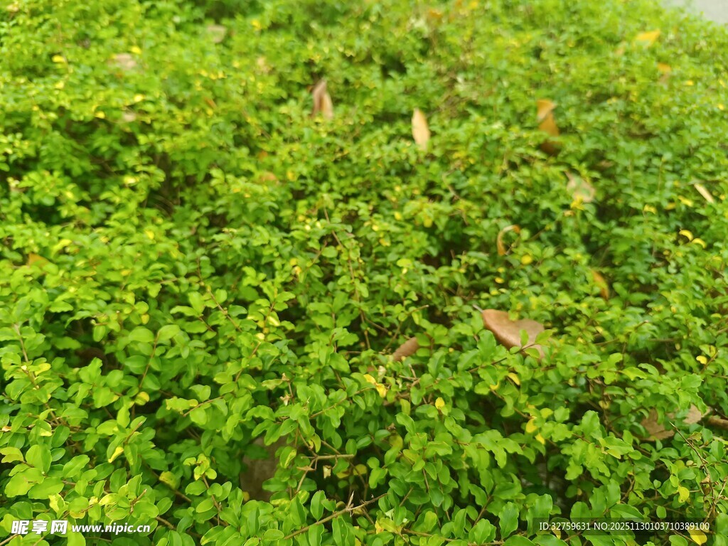 翠绿繁茂的绿植景观