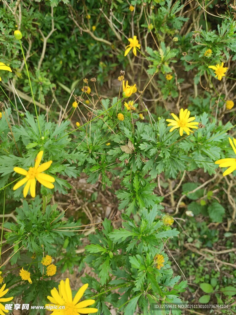 野外绽放的黄色小花