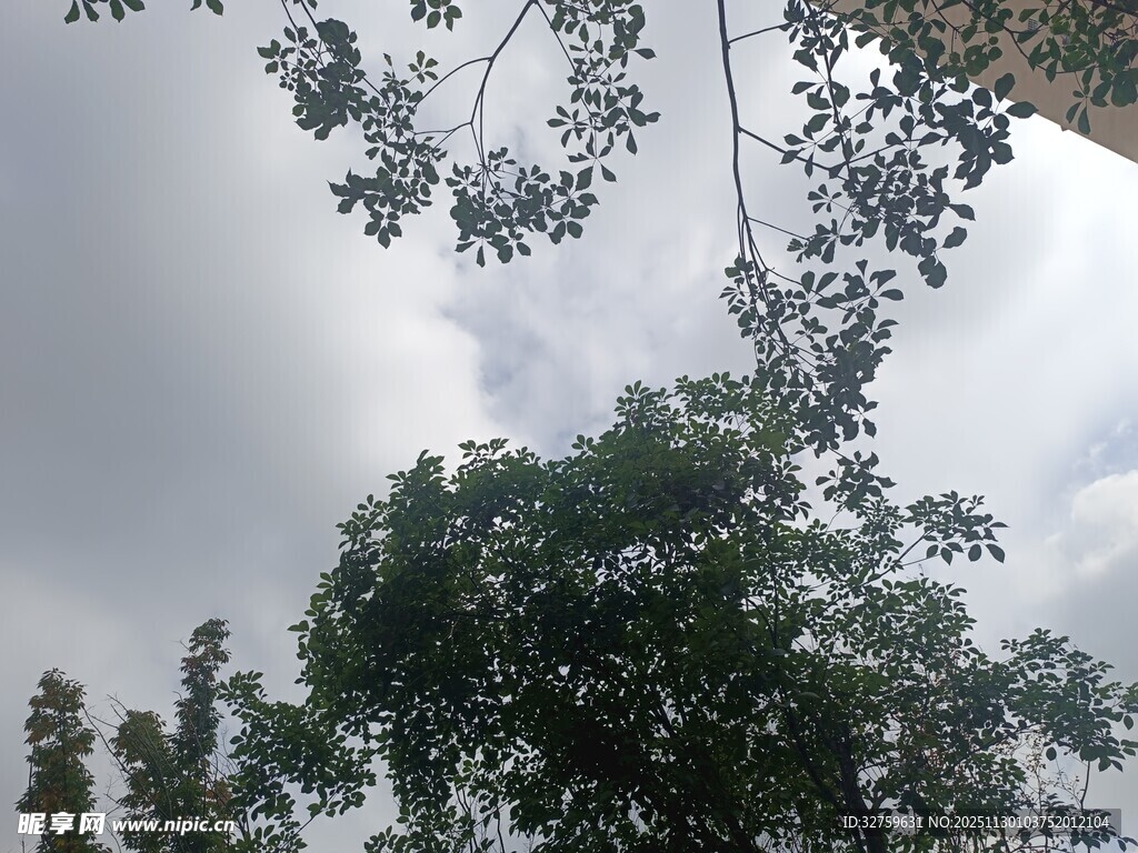 仰视绿树与天空景致