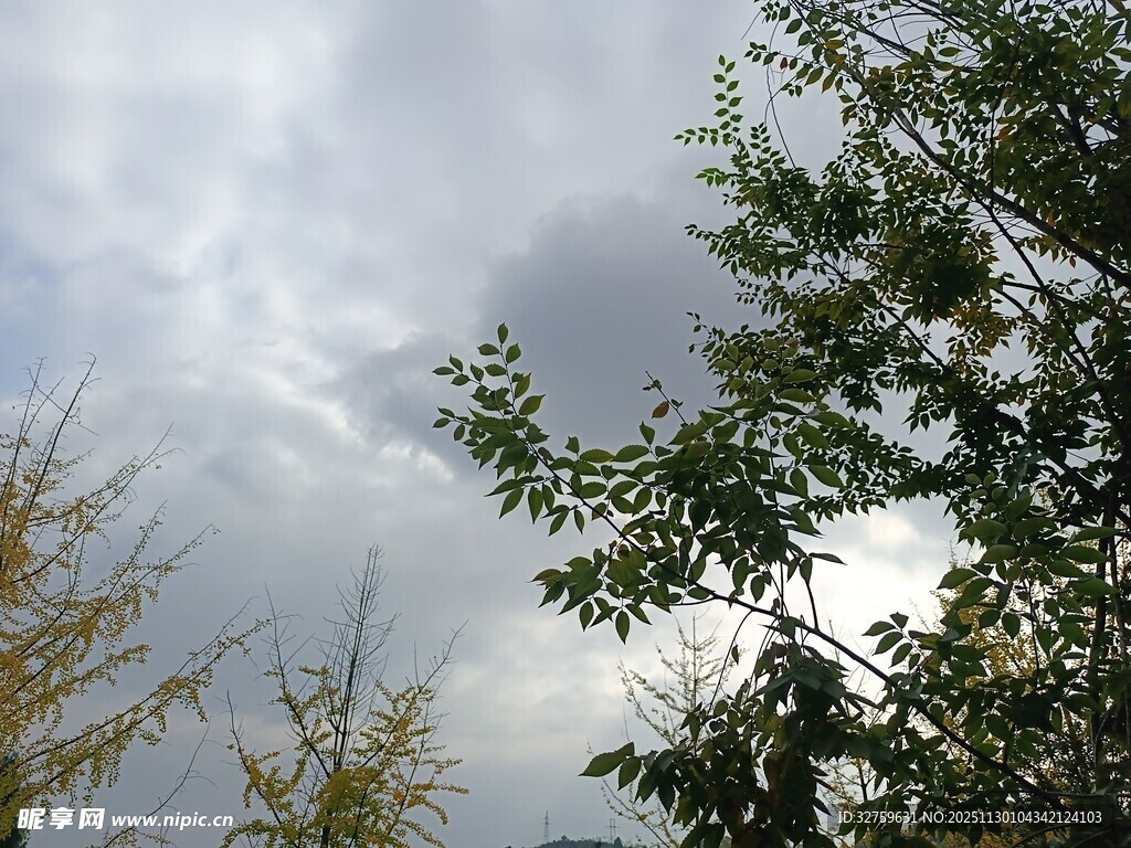 树梢上的天空与云朵