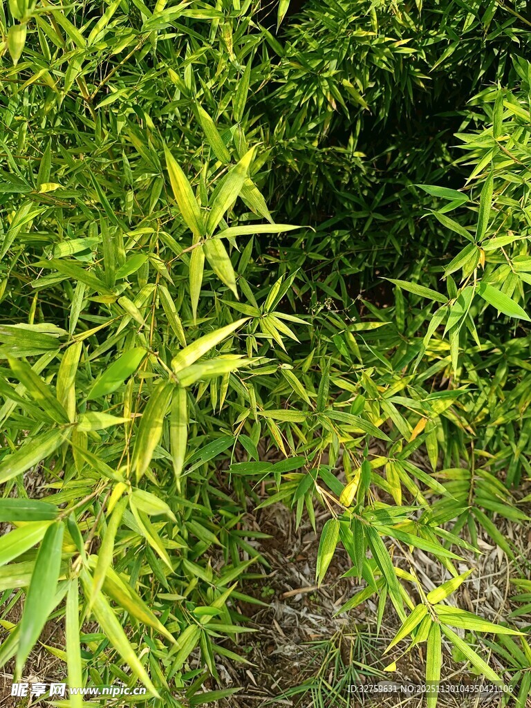 翠绿竹叶展现勃勃生机