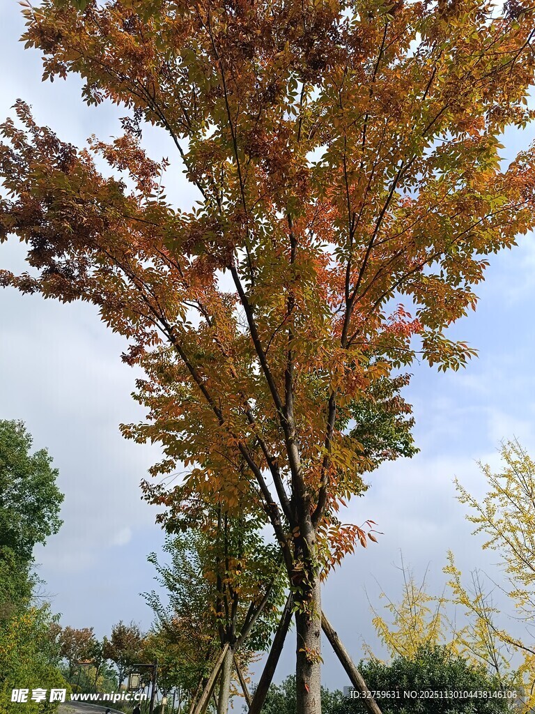 秋日斑斓树叶的自然景致