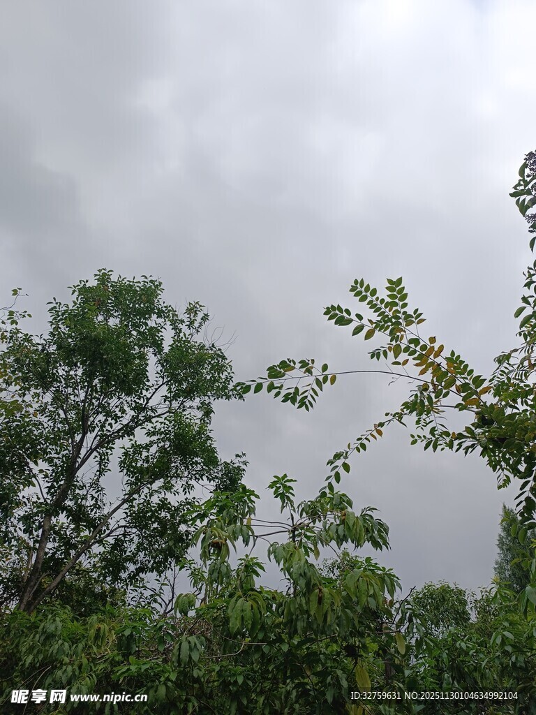 阴天中的繁茂绿树