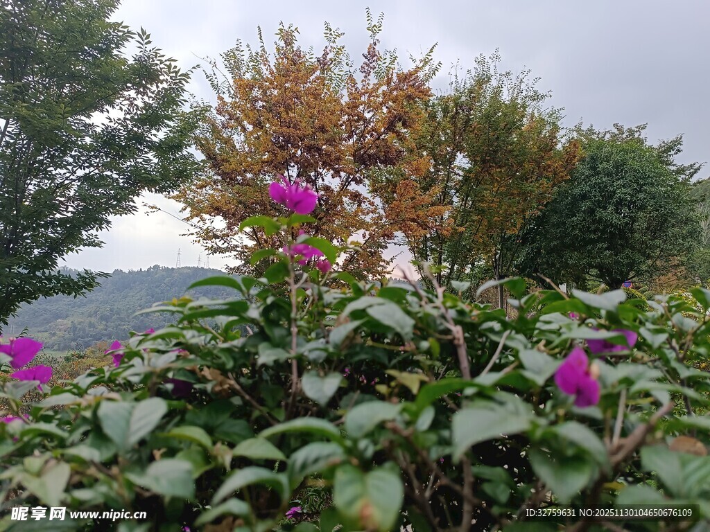 绿叶丛中绽放的艳丽紫花