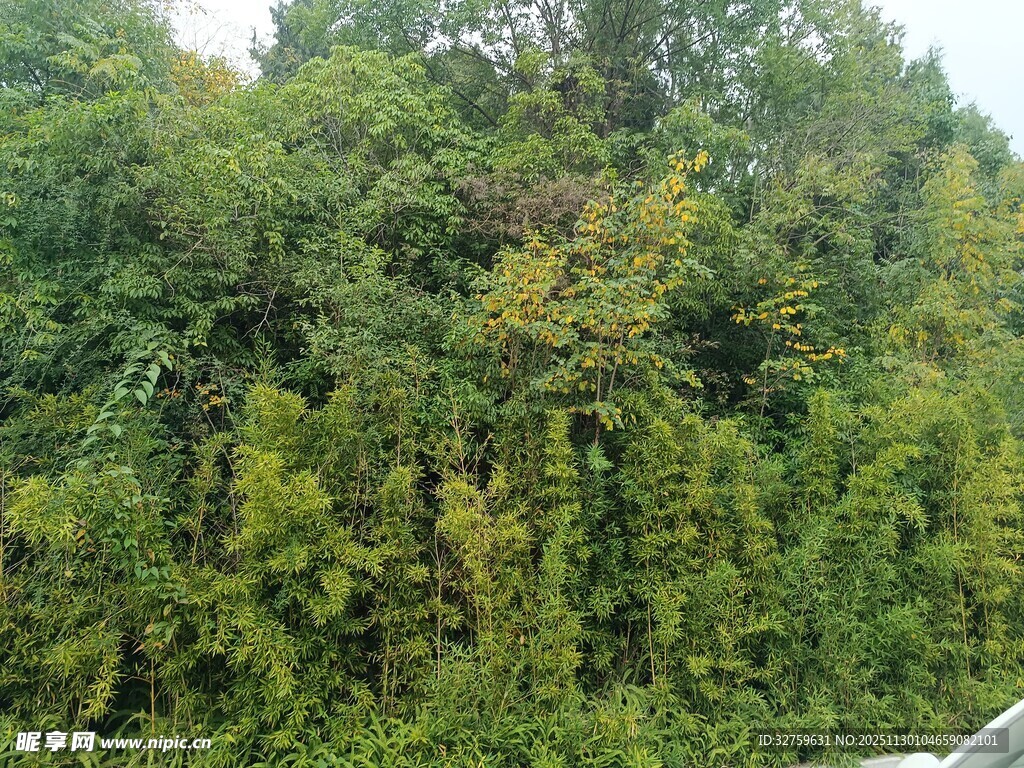 茂密葱郁的绿色树林景观