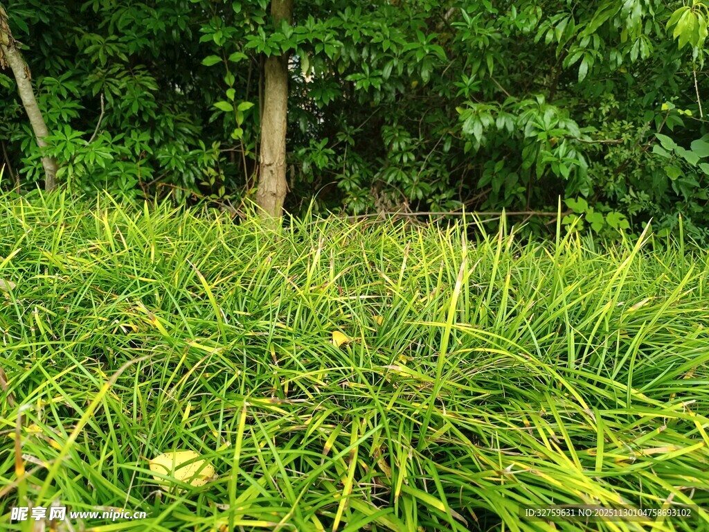 绿意盎然的草地与树木