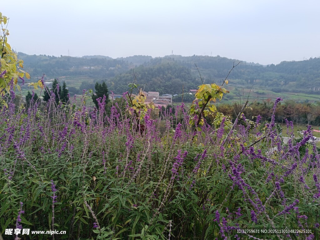 美丽花田中的自然风光