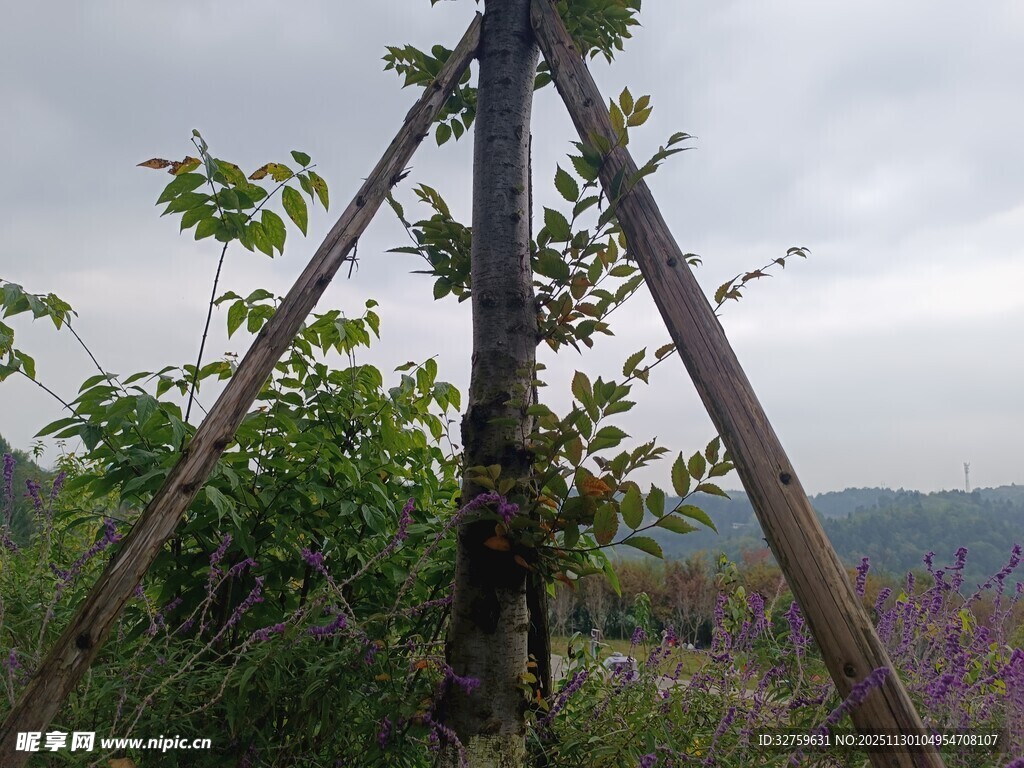 野外木架旁的绿植与远景