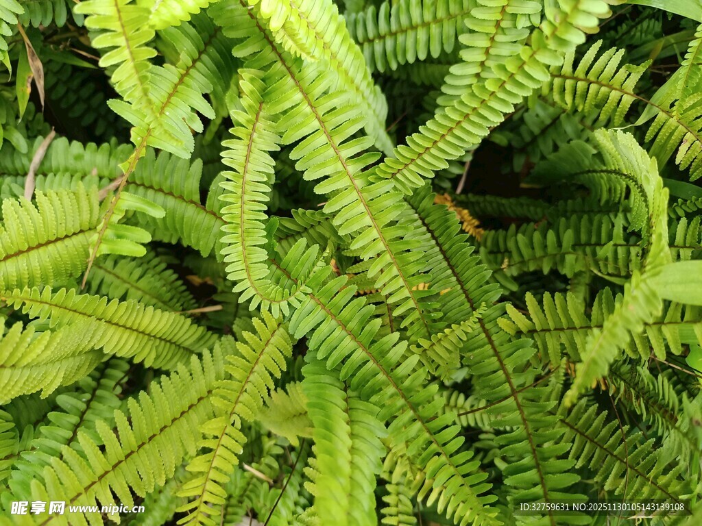 翠绿蕨类植物叶片特写