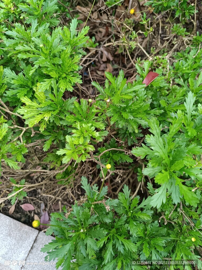 绿叶繁茂的植物景观
