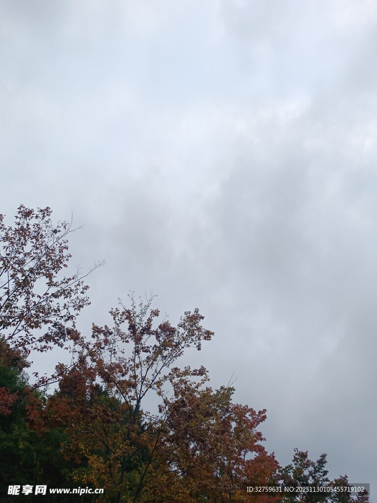 秋日树梢与阴沉天空