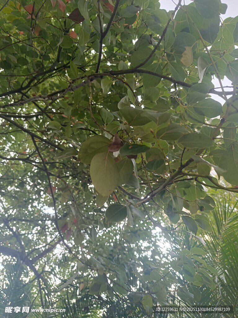 仰视繁茂树冠绿意盎然