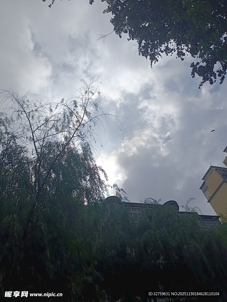 阴天时树梢与建筑景象