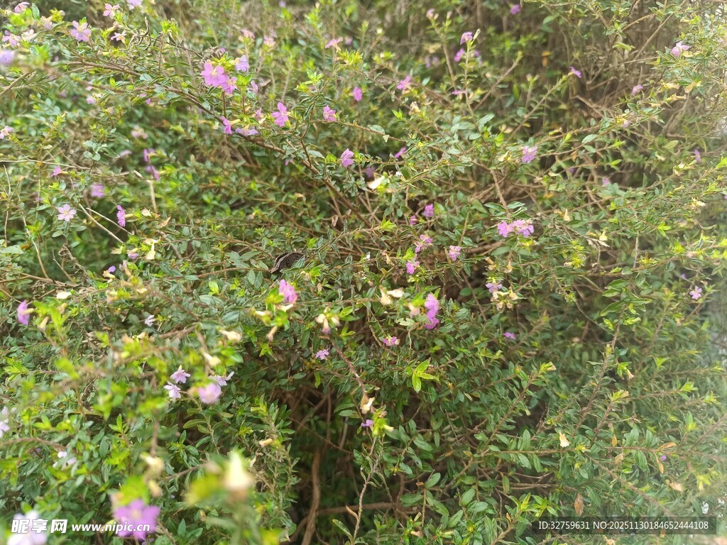 繁茂花丛中的紫色小花