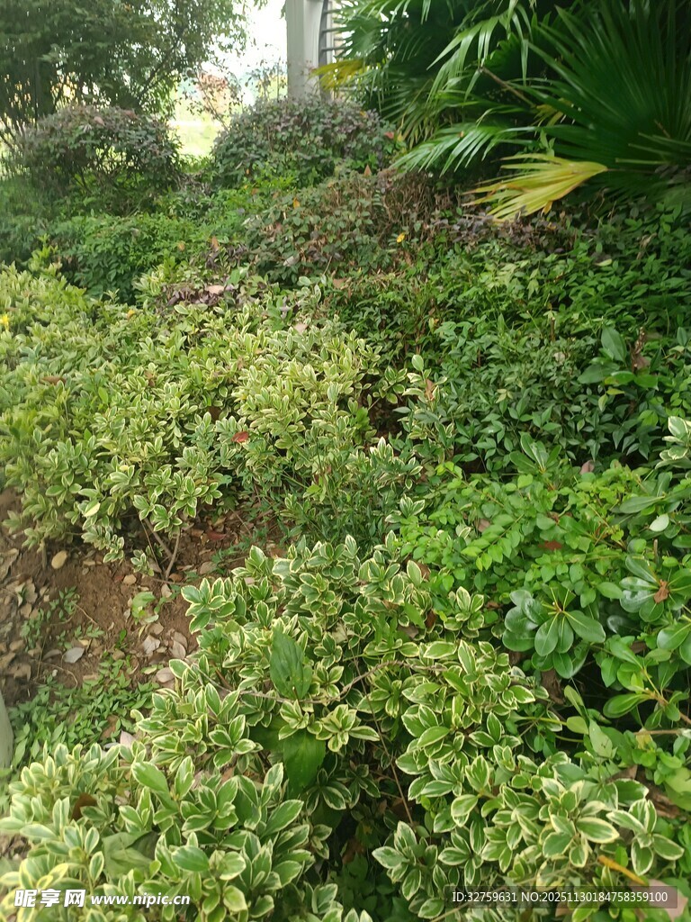 绿意盎然的山坡植物景观