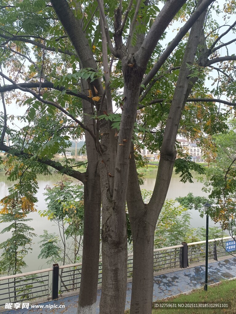 林间小道旁的繁茂树木