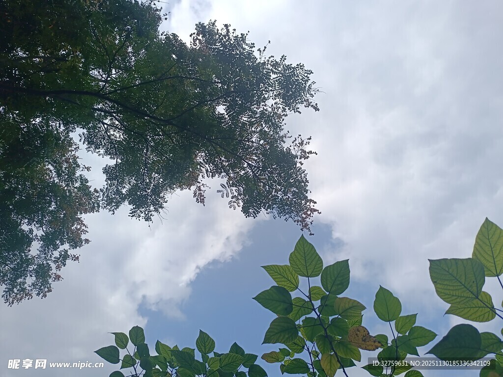 仰视绿叶与蓝天白云
