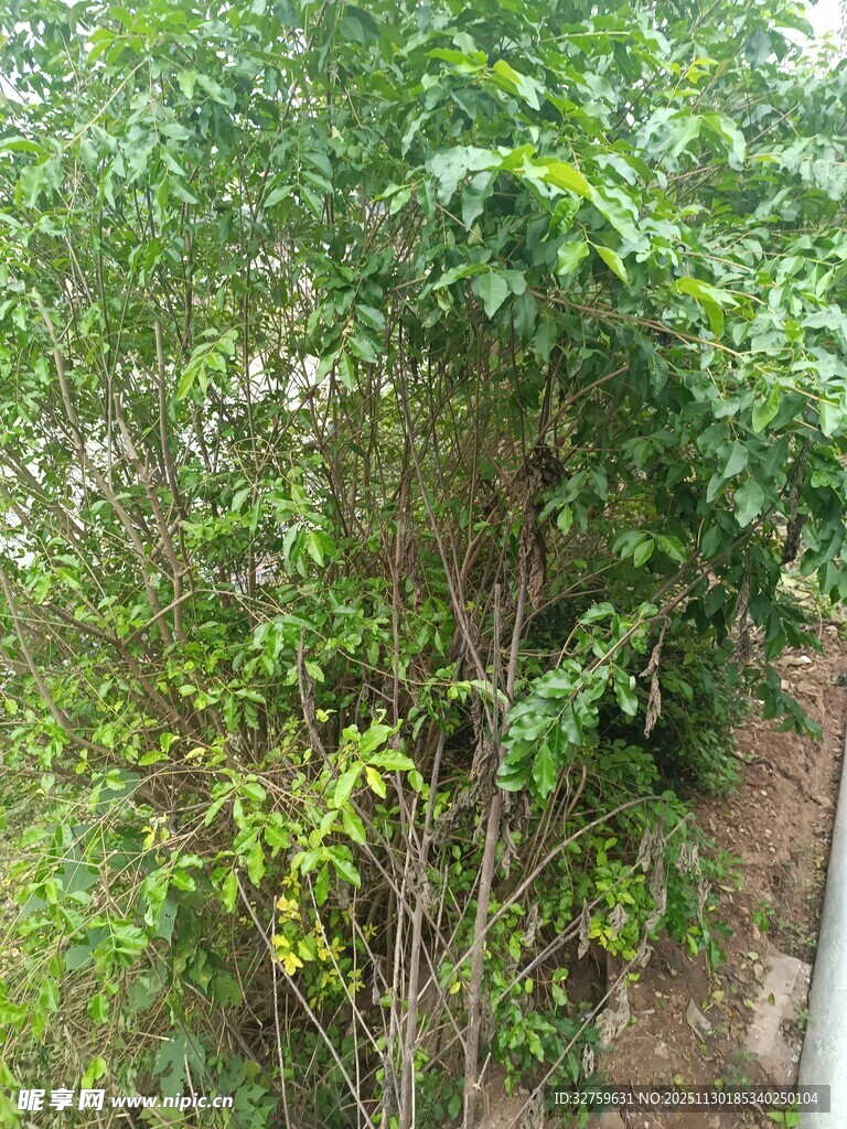 绿叶繁茂的树木景观