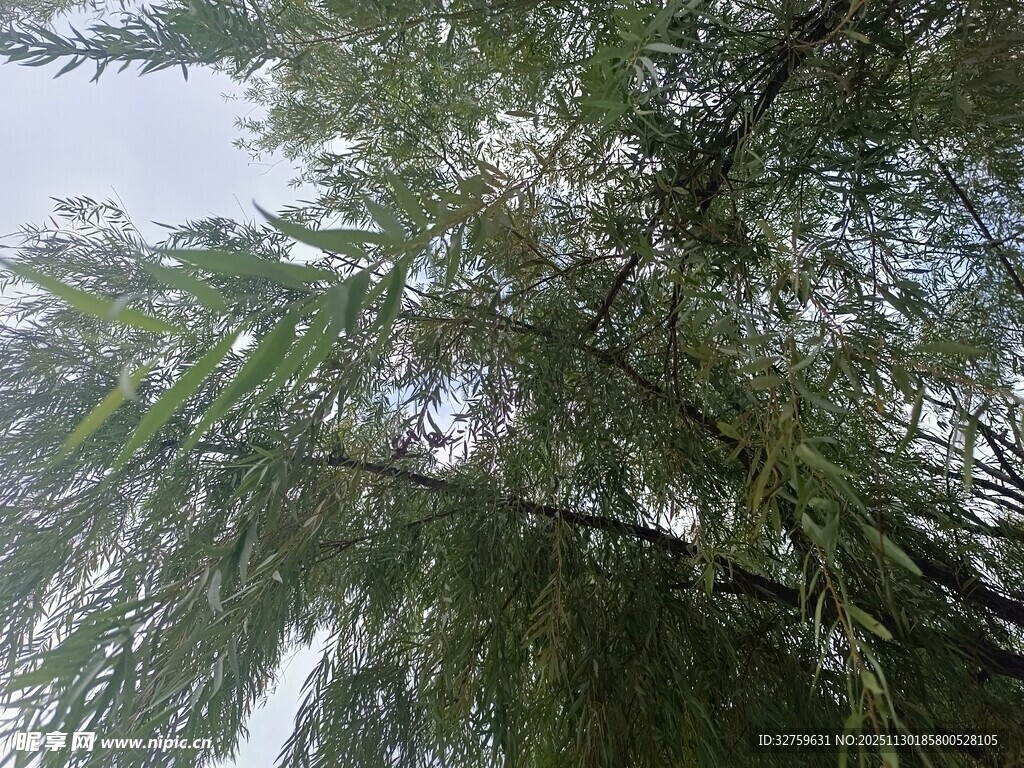 垂柳枝叶繁茂绿意盎然