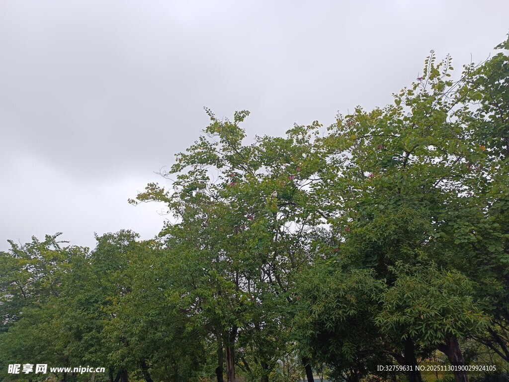 阴天里郁郁葱葱的树木