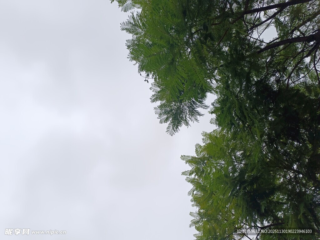 仰视绿树与天空