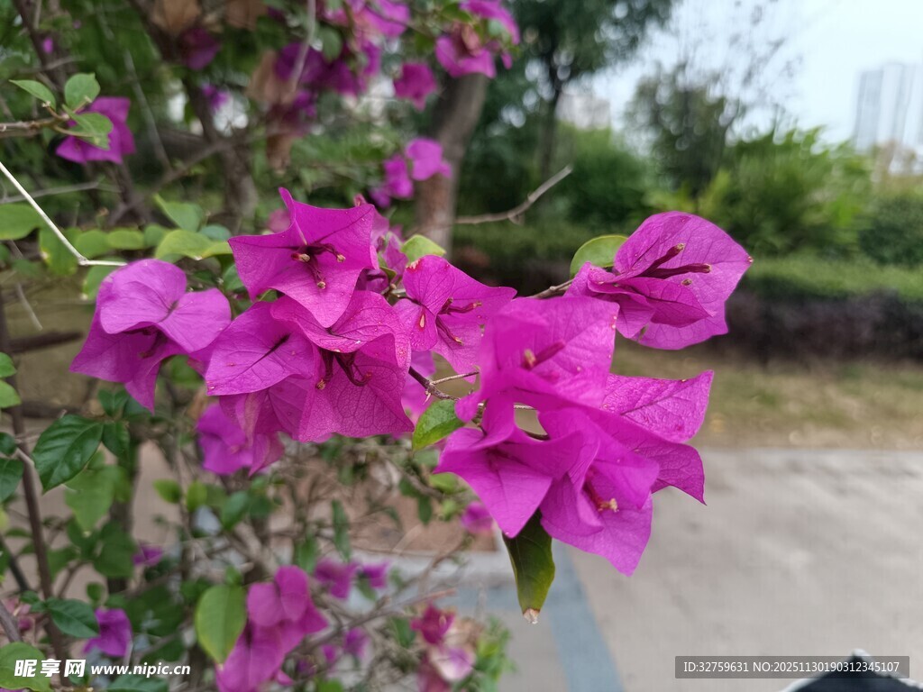 娇艳三角梅绽放美景