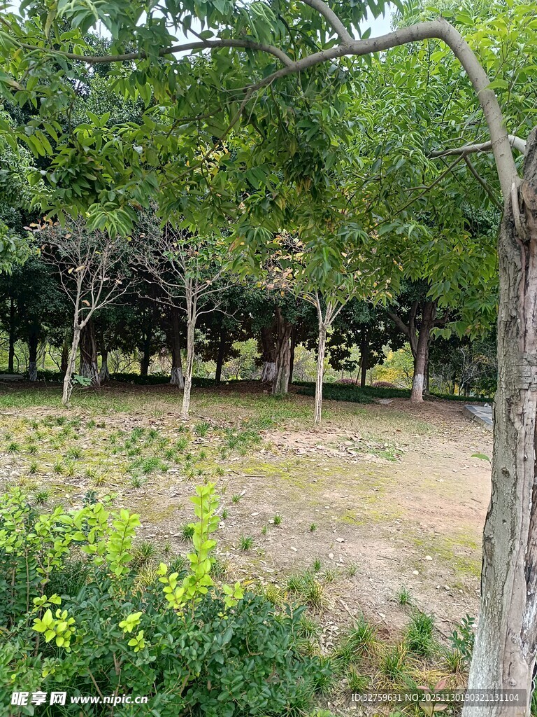 夏日公园绿意盎然景象