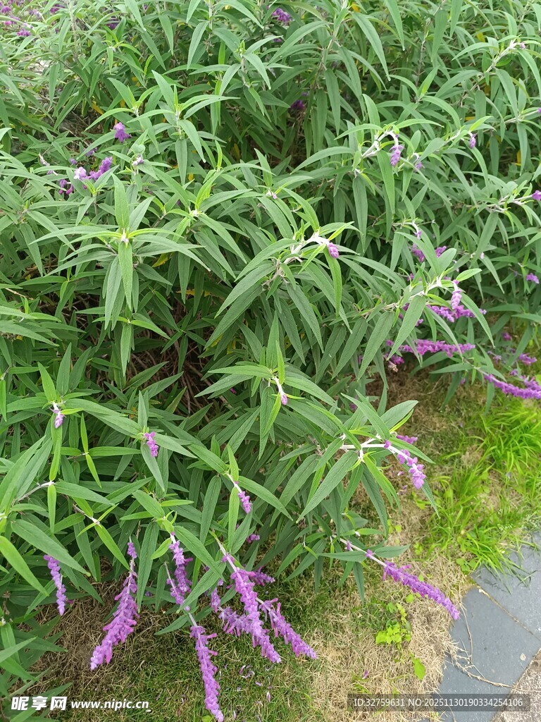 紫色花丛绿意间的美丽