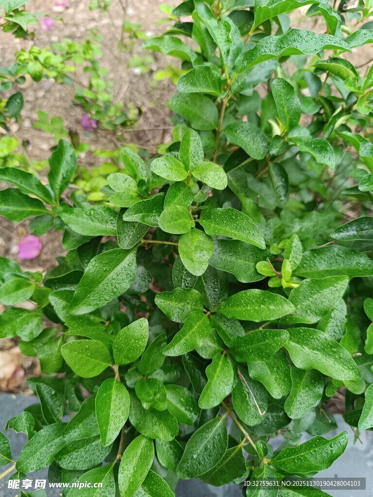 翠绿繁茂的绿植景观