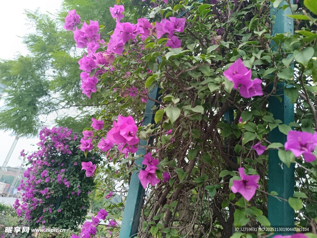 盛开的紫色三角梅景观