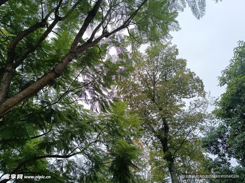 繁茂树林间的天空景致