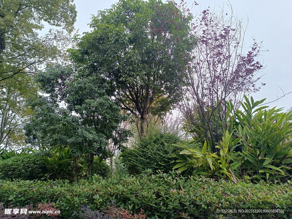 繁茂绿植景观