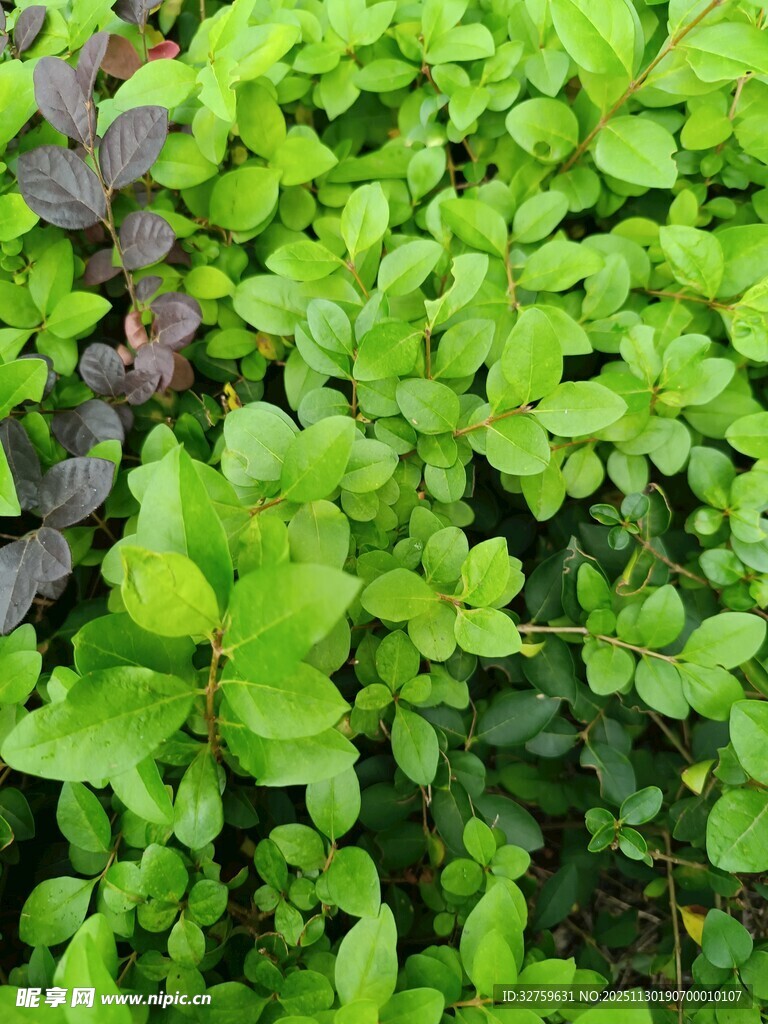 翠绿叶片植物特写