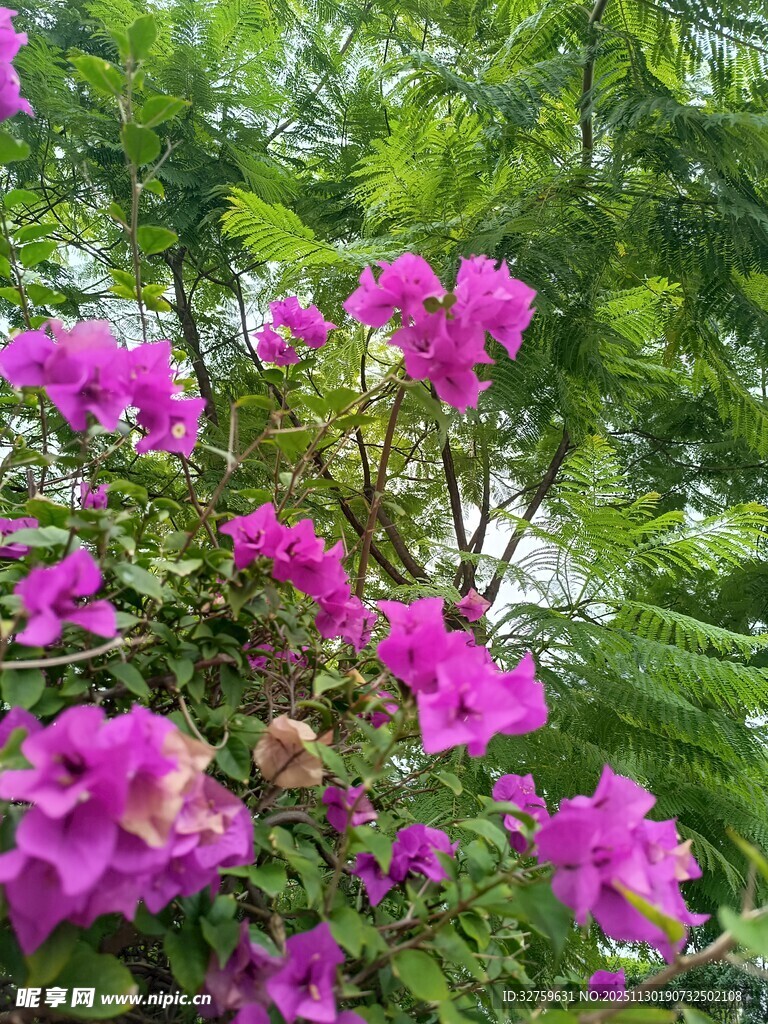 艳丽三角梅绽放绿叶间