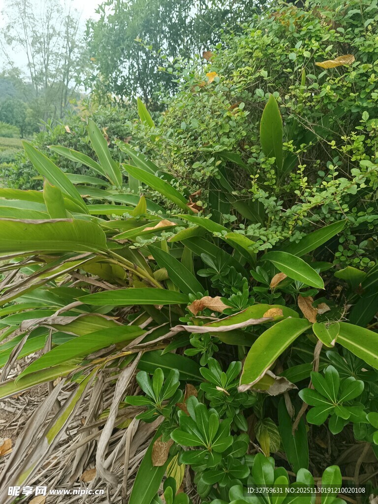 野外丛生的绿色植物