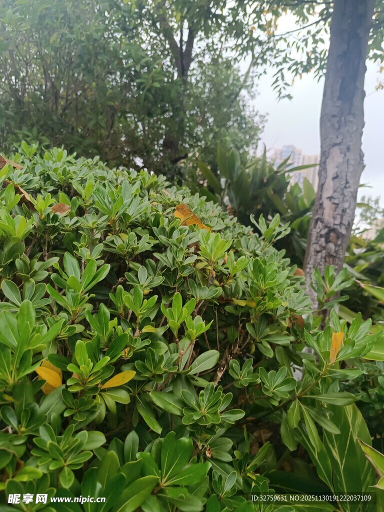 绿意盎然的繁茂植物景观