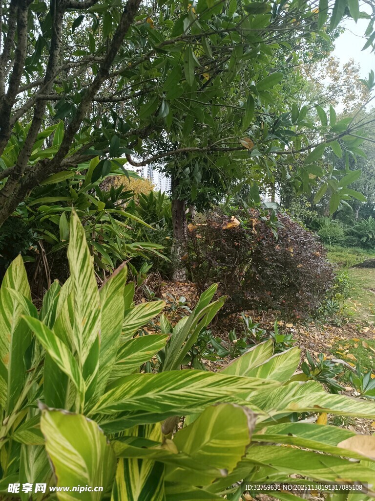 绿意盎然的户外植物景观