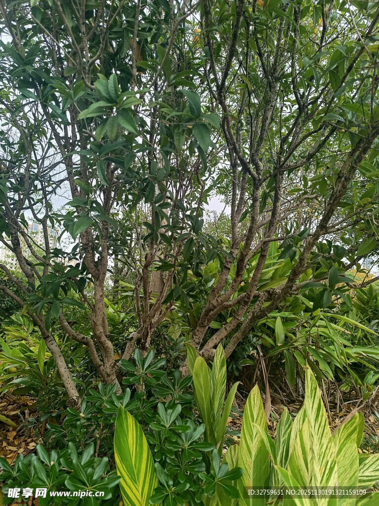 繁茂绿植景观
