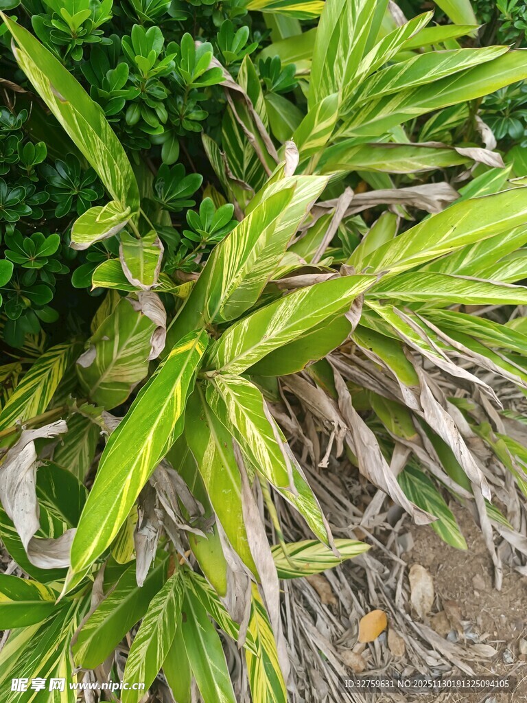 翠绿斑斓的植物叶片