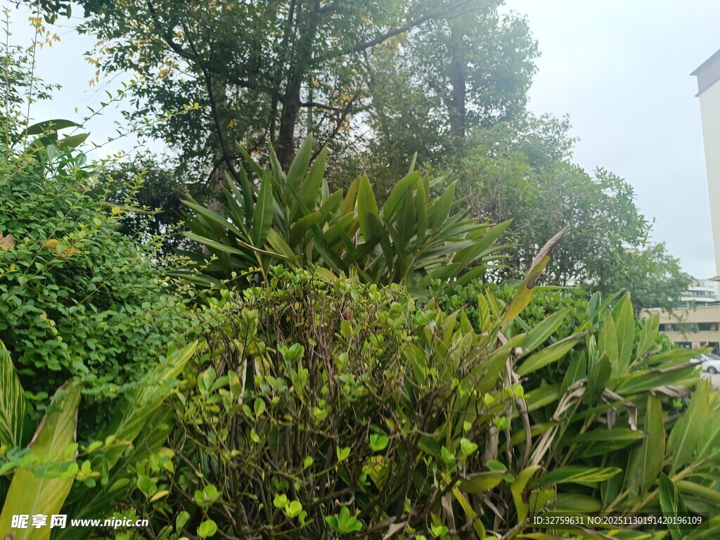 繁茂绿植景观