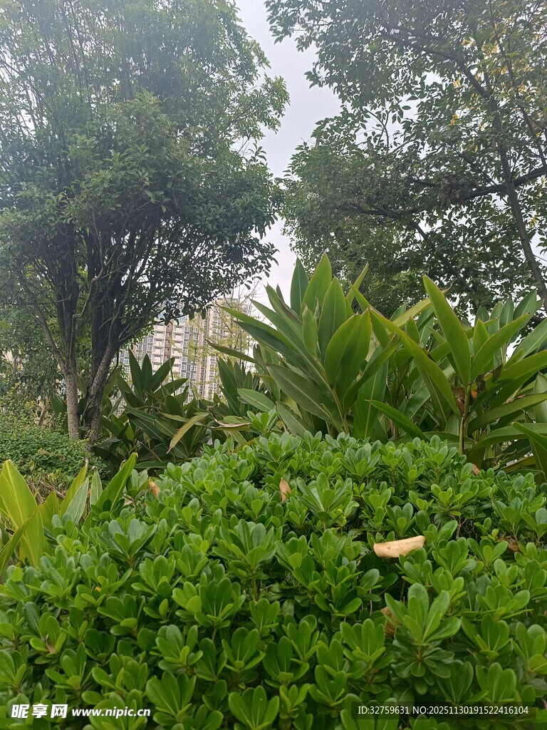 绿意盎然的户外植物景观