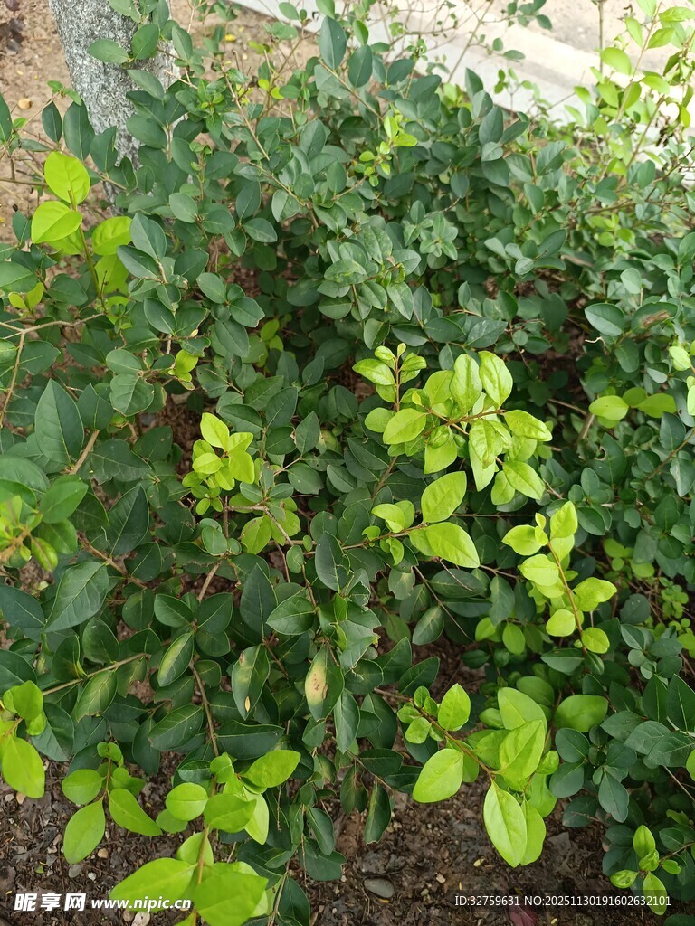 绿叶繁茂的植物景观