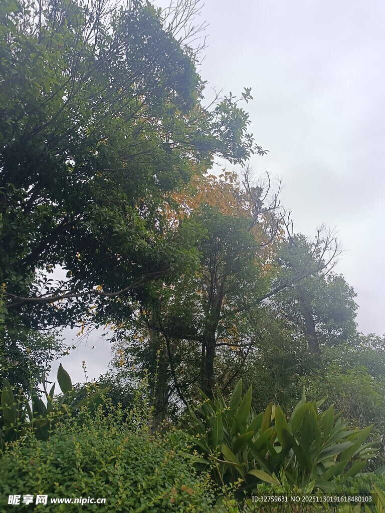 山林间茂密植被景象