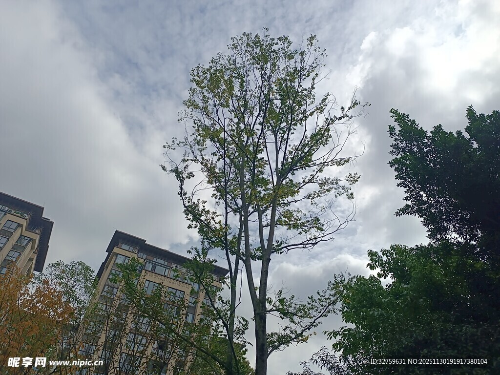 天空下的树木与建筑物