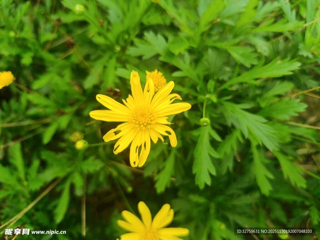 黄色小花绽放于绿叶间